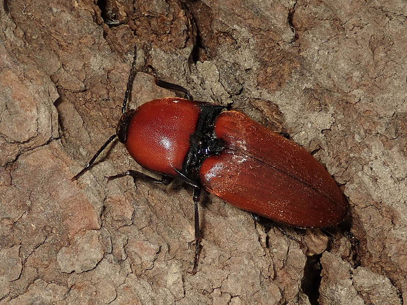 Elateridae: Elater ferrugineus? S.